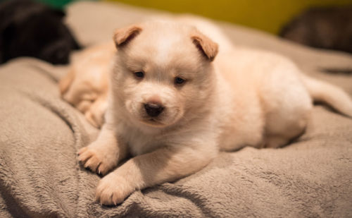 husky chow mix puppy