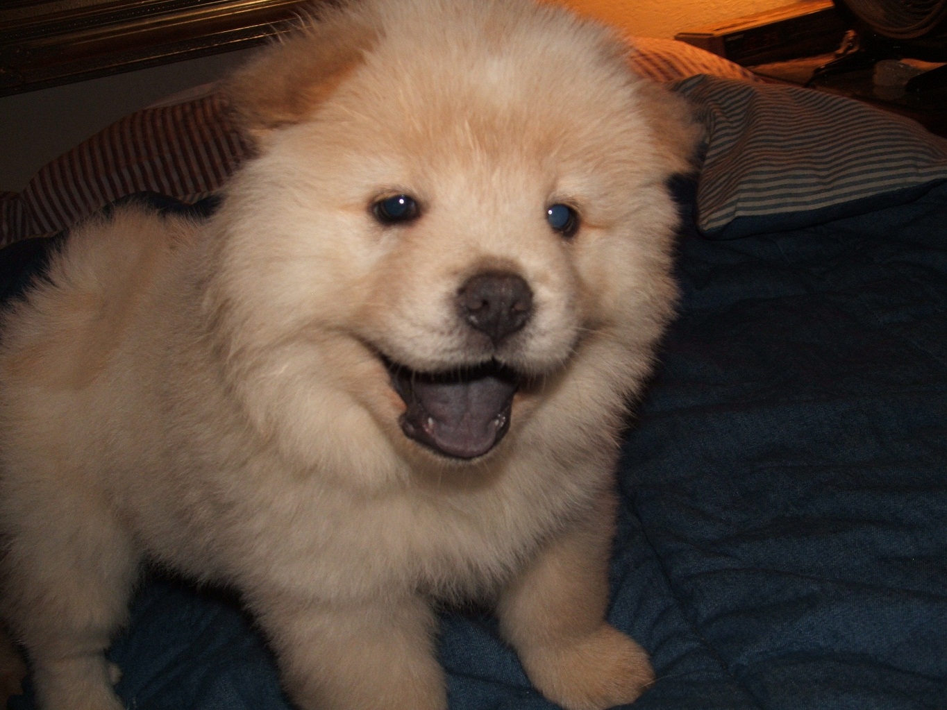 Chow Chow And Husky Mix Common Information And Pictures