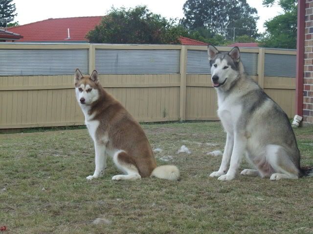 Difference between Huskies and malamutes