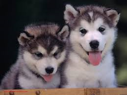 Difference between malamute and Siberian Husky