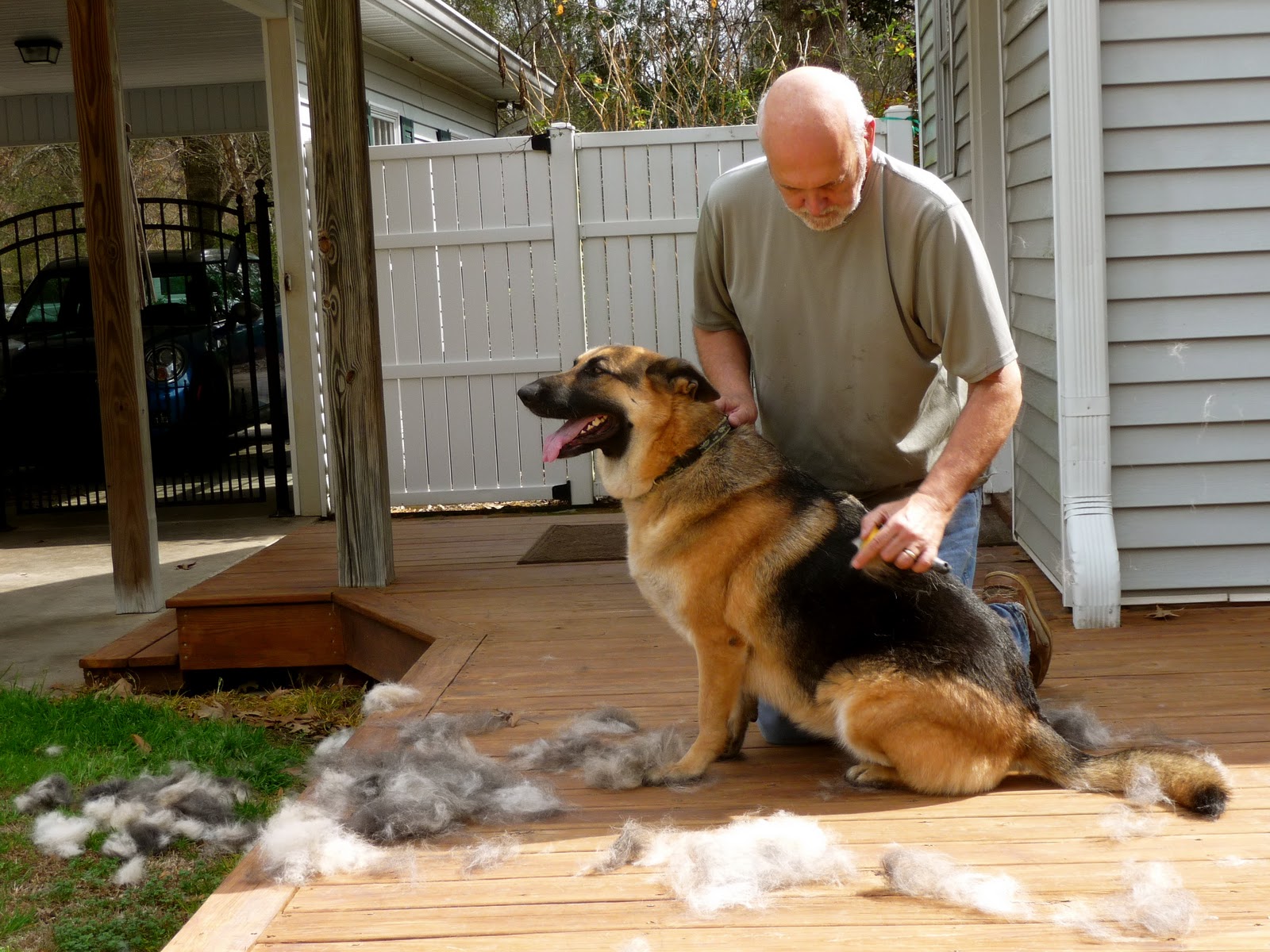 when do german shepherds shed their coat