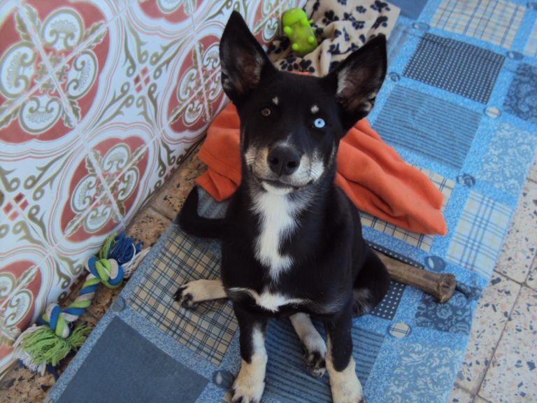 Doberman and Husky mix