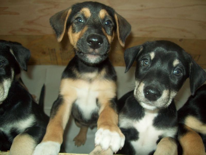 doberman husky mix