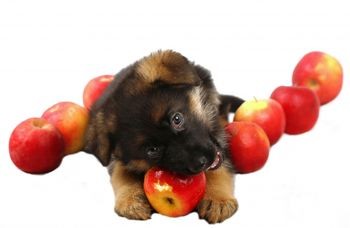 Dog food for German Shepherd puppy