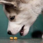 Dog food for Husky puppy