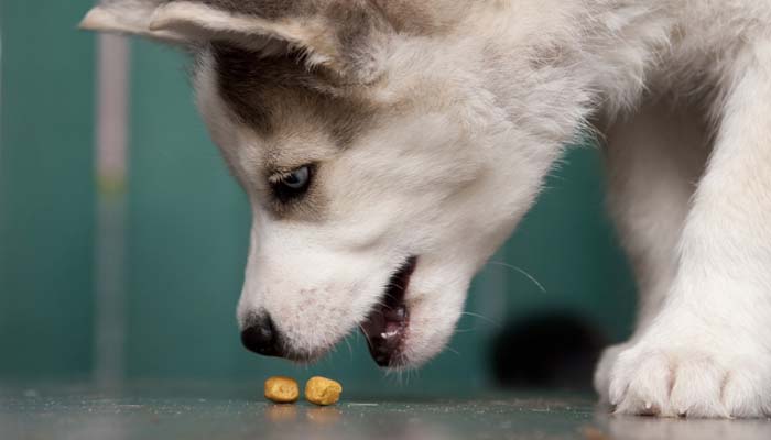 Dog food for Husky puppy