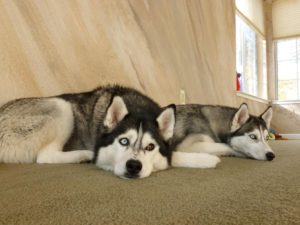 facts on Siberian Huskies