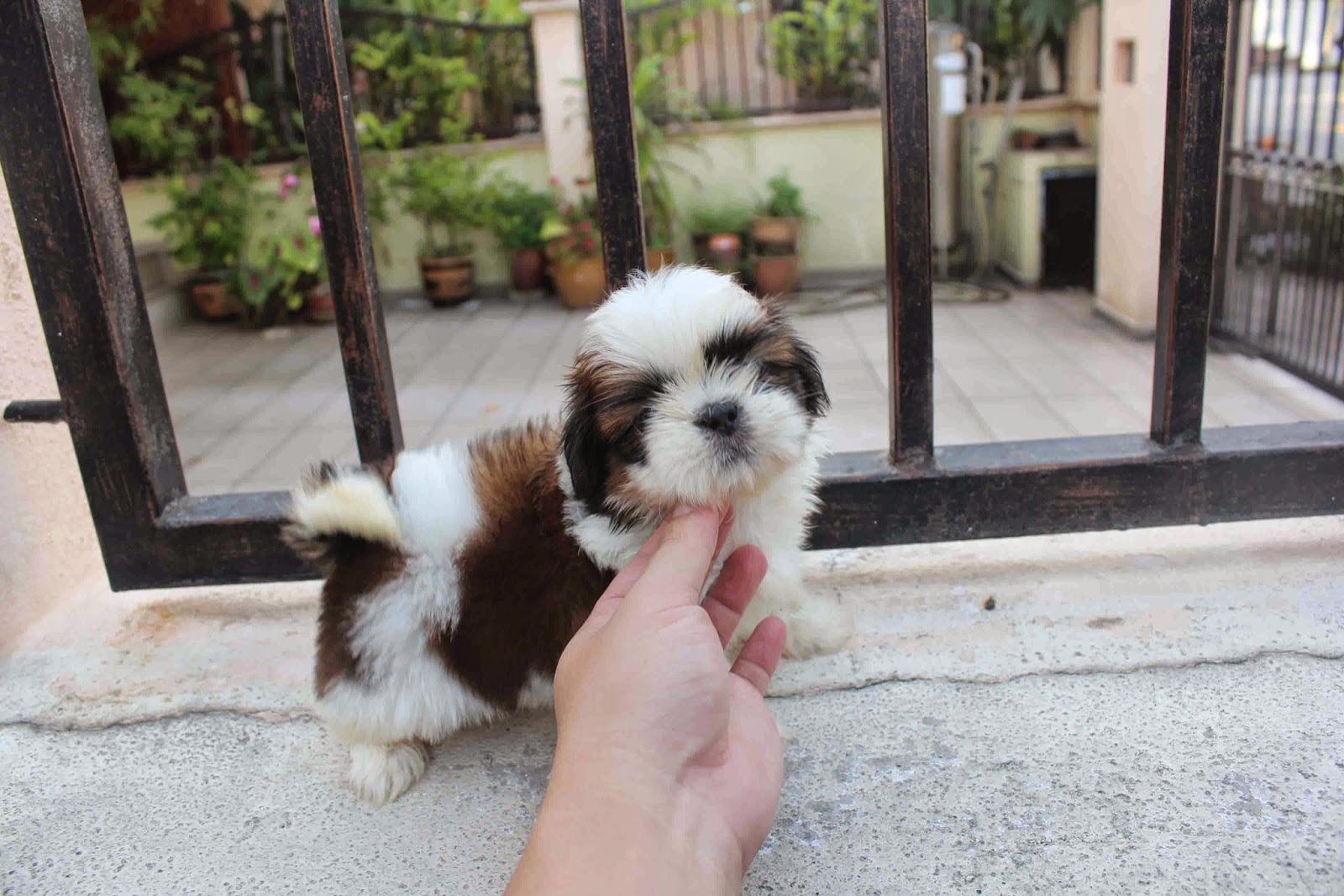 Feed 2 months old Shih Tzu