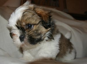 Feeding 6 week old Shih Tzu puppy