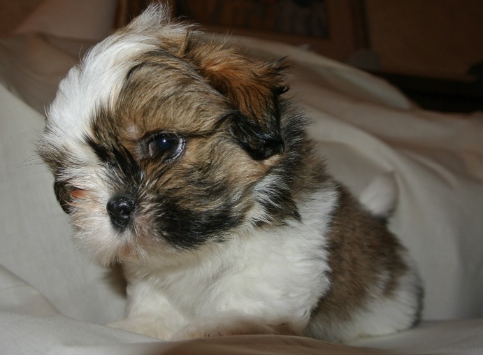 6 Weeks Old Shih Tzu Common Information And Pictures