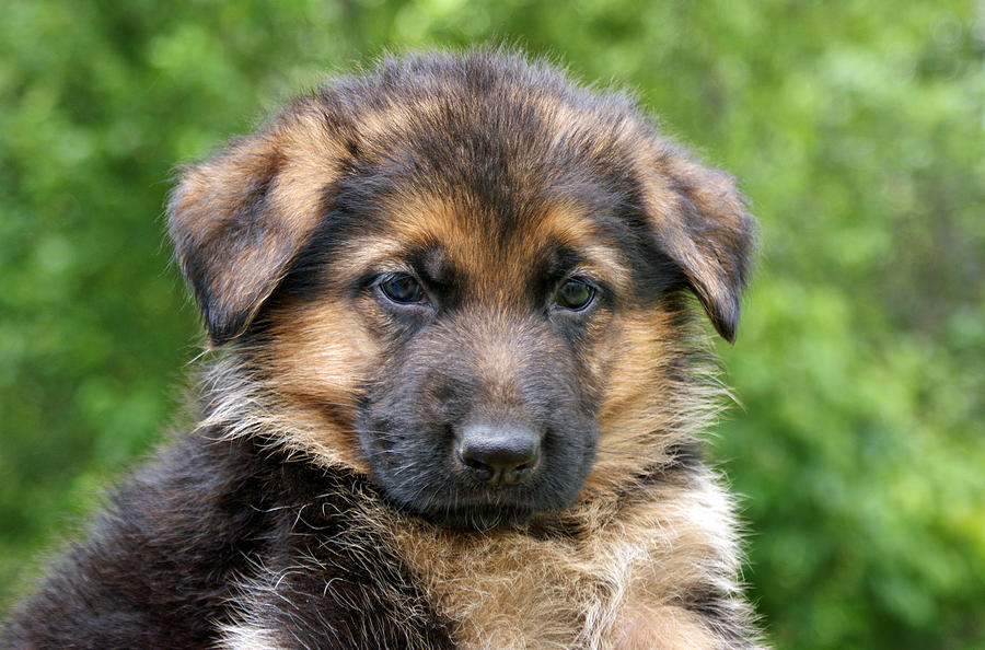 How Much And What Food German Shepherd Puppies Should Eat - Advices