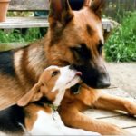 German Shepherd and beagle