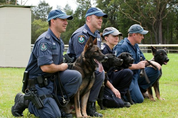 German Shepherd attack training police