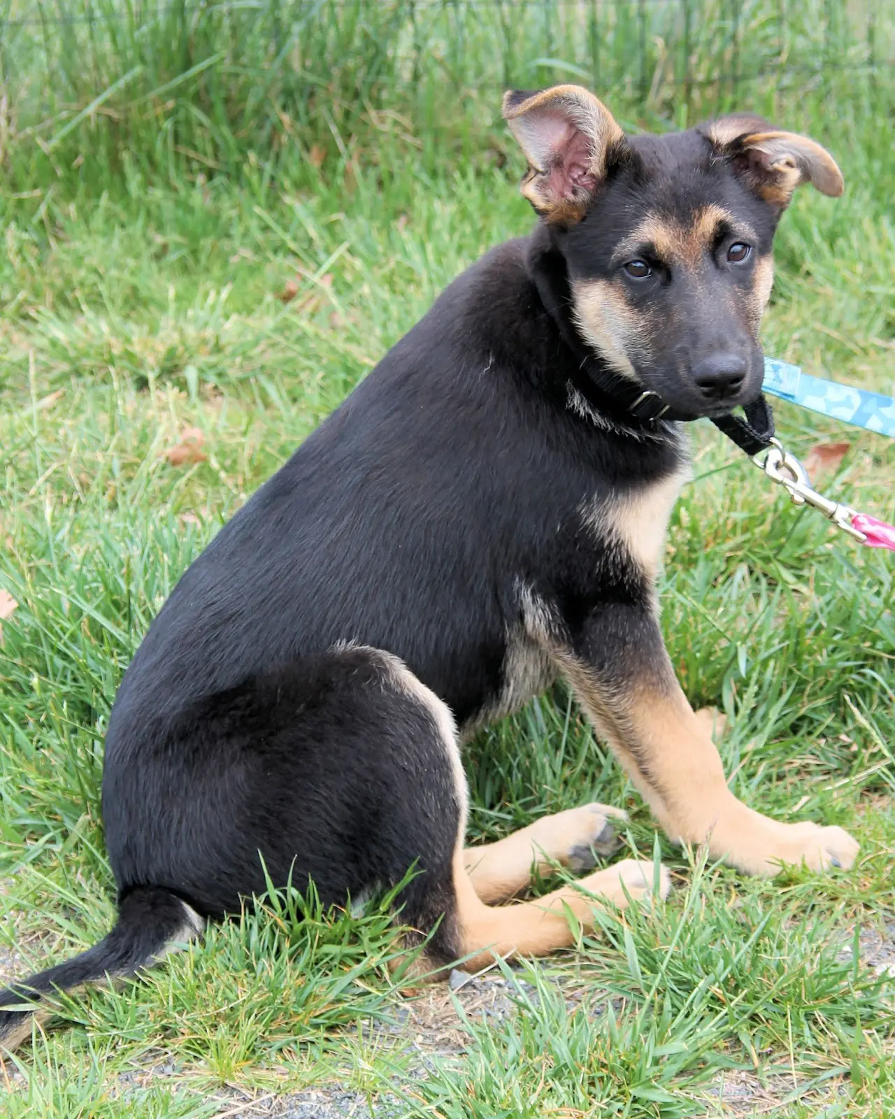 Chihuahua German Shepherd Mix - Common Information And Pictures