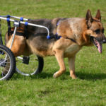 German Shepherd hip dysplasia treatment