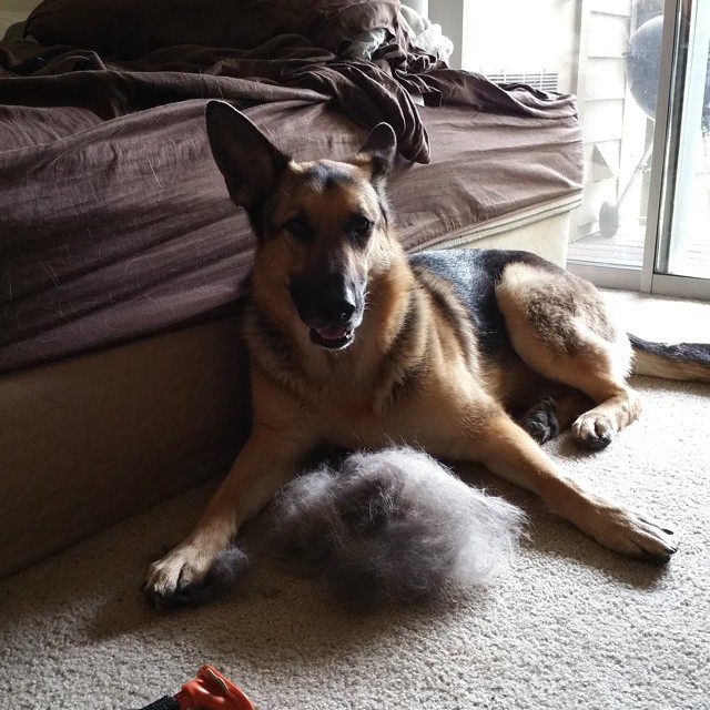 German Shepherd shedding solution