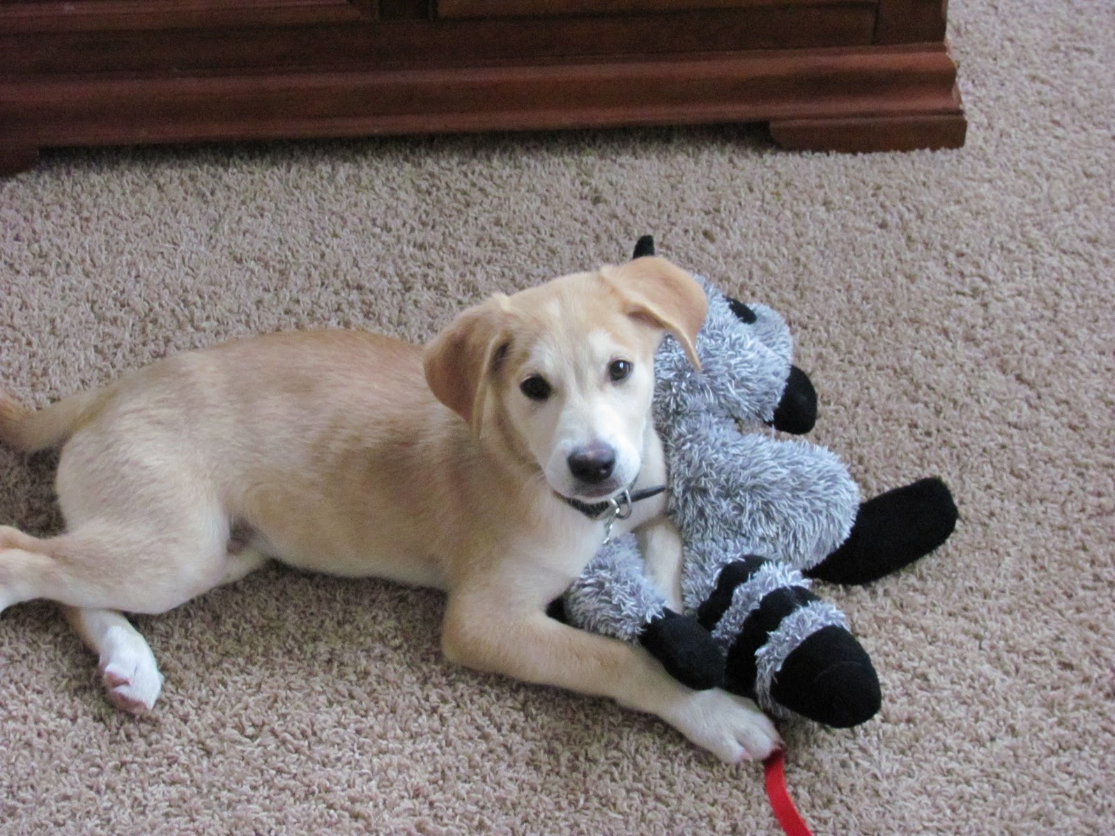 yellow lab husky mix puppy