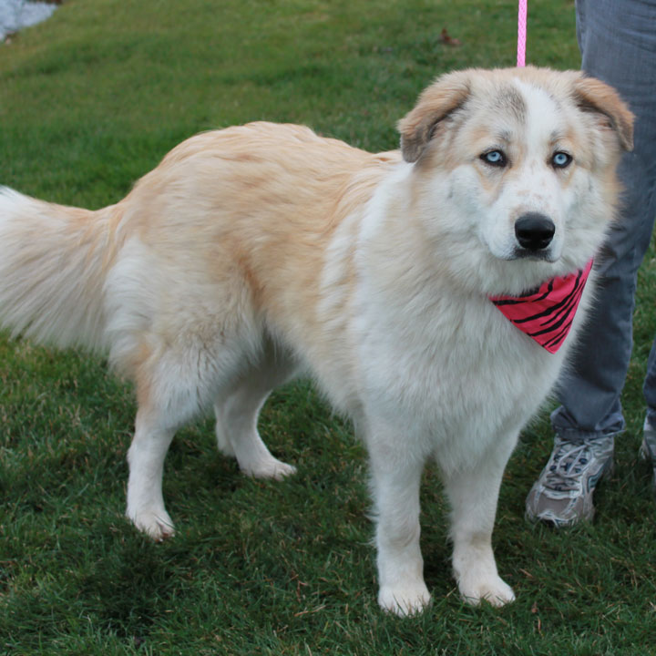 Great Pyrenees And Husky Mix - 1001doggy.com