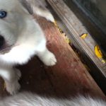 Great Pyrenees Husky mix for sale