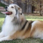 Great Pyrenees Husky mix pictures