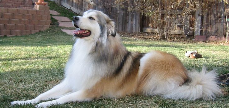 Great Pyrenees Husky mix pictures