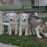 Great Pyrenees Husky mix puppies for sale