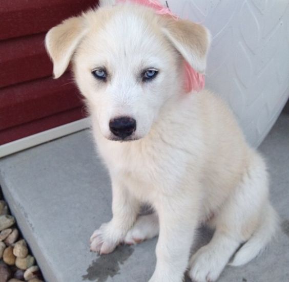 Great Pyrenees Husky mix puppies