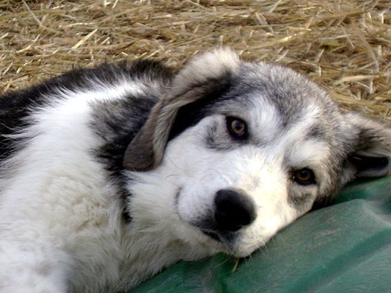 Great Pyrenees Husky mix