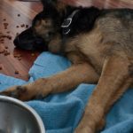 How much food should a German Shepherd puppy eat