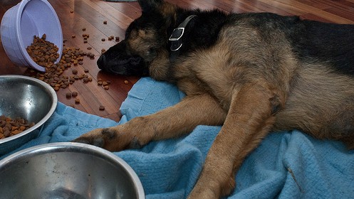How much food should a German Shepherd puppy eat
