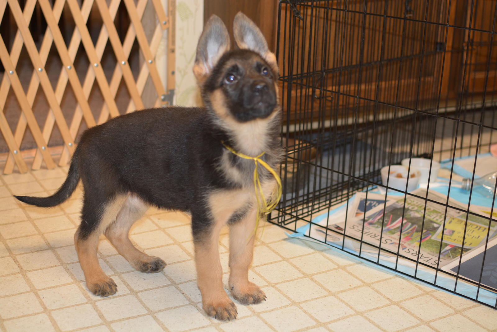 how much should a 9 week old German Shepherd weight