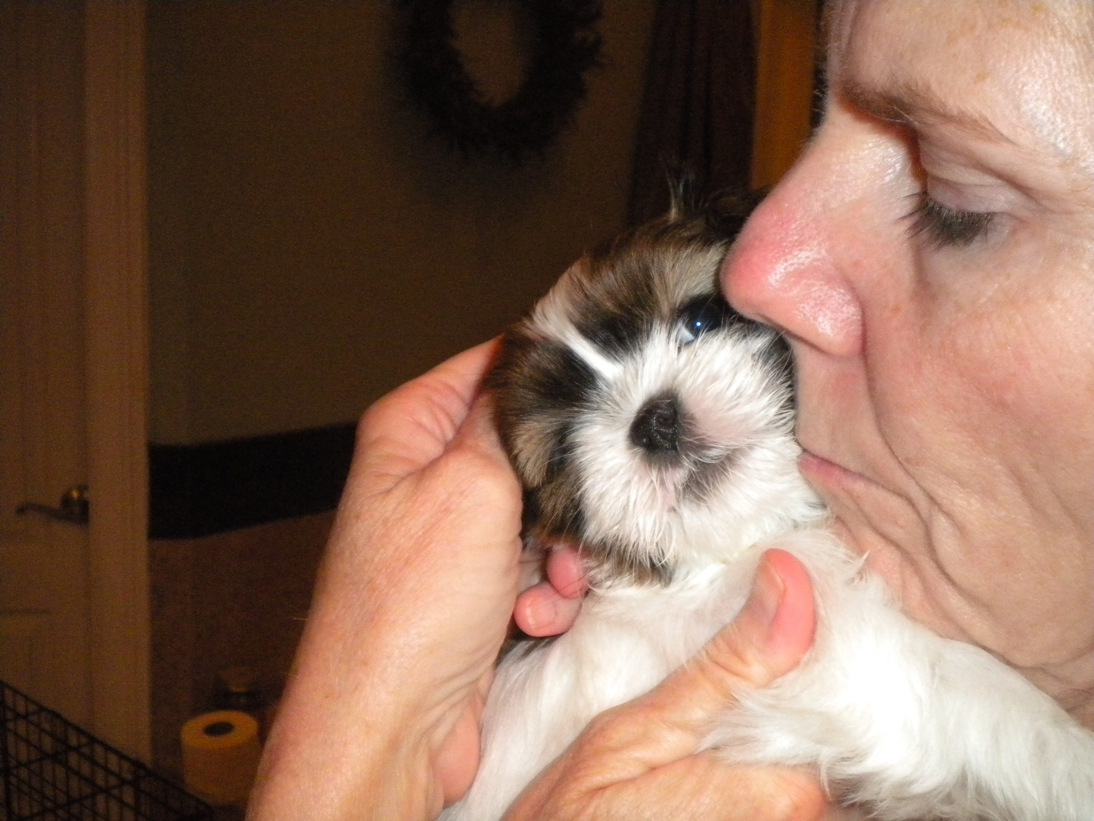 6 Weeks Old Shih Tzu Common Information And Pictures