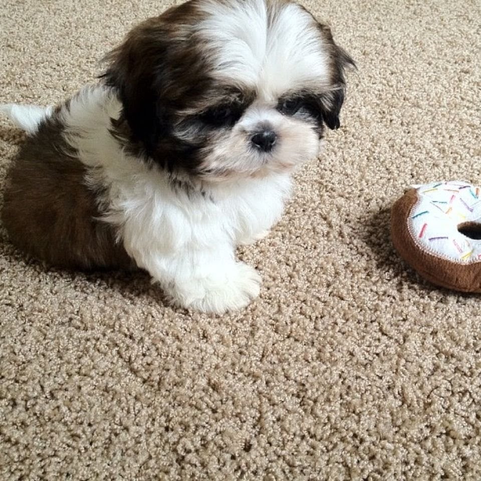 How to train a 9 week old Shih Tzu