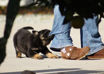how to train a German Shepherd puppy to attack