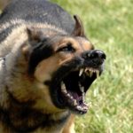 how to train a German Shepherd to attack on command