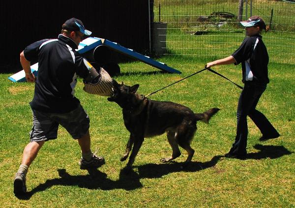 how to train a German Shepherd to attack