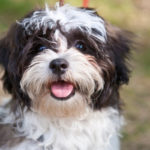 How to train a Shi Tzu puppy to poop outside