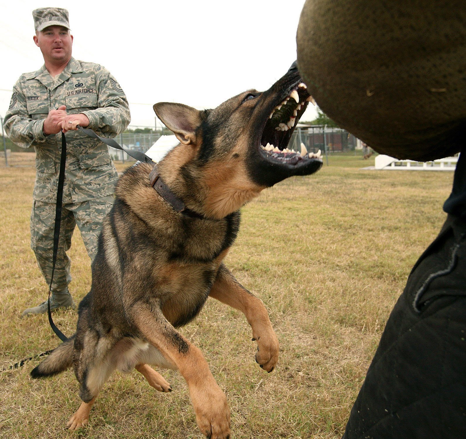 how to train German Shepherd to attack on command