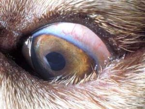 Husky eye Disease