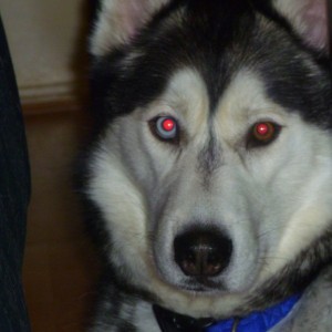 Husky eyes red