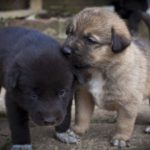 Husky Labrador mix puppies