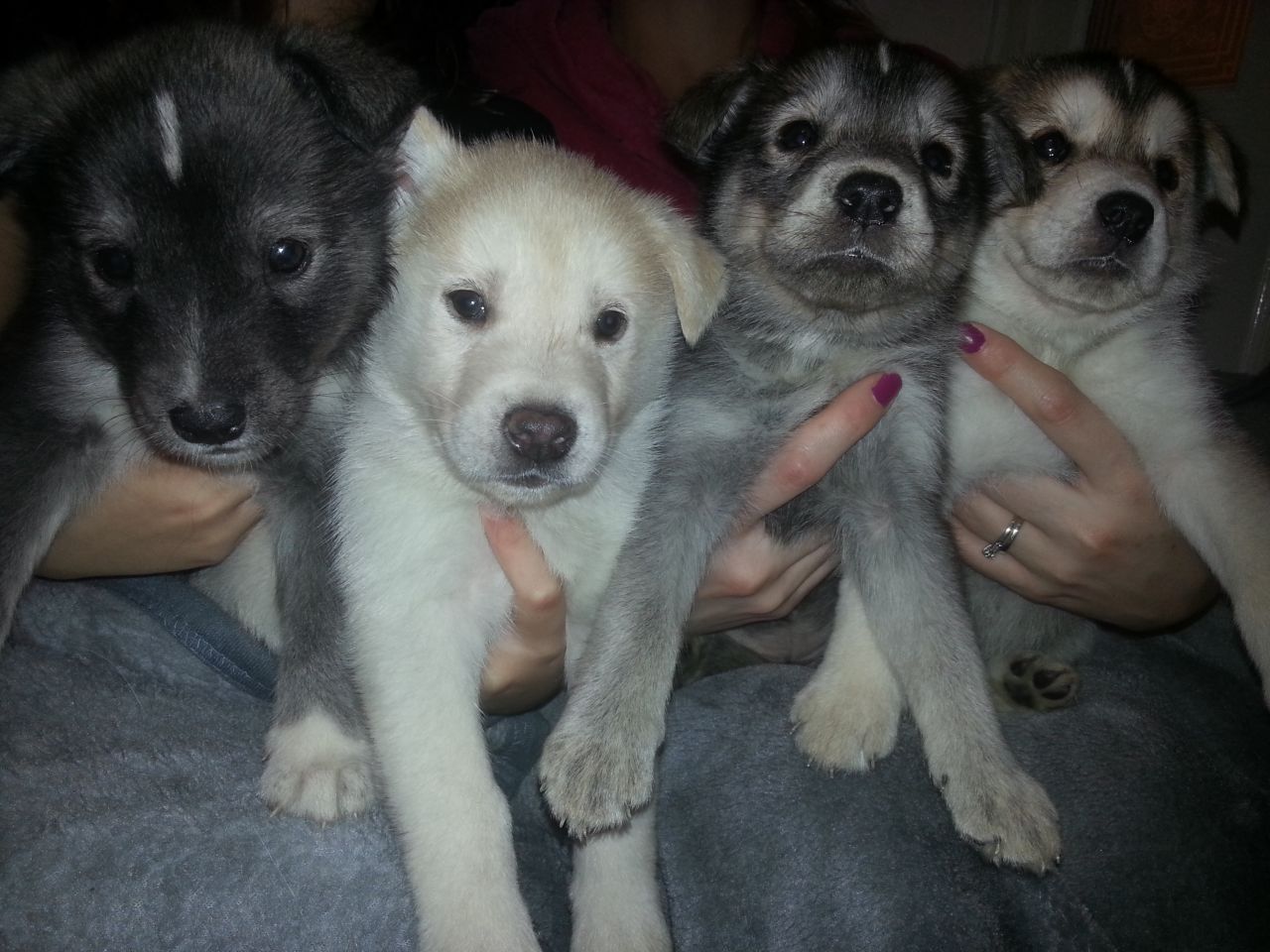 Husky Labrador mix puppies for sale