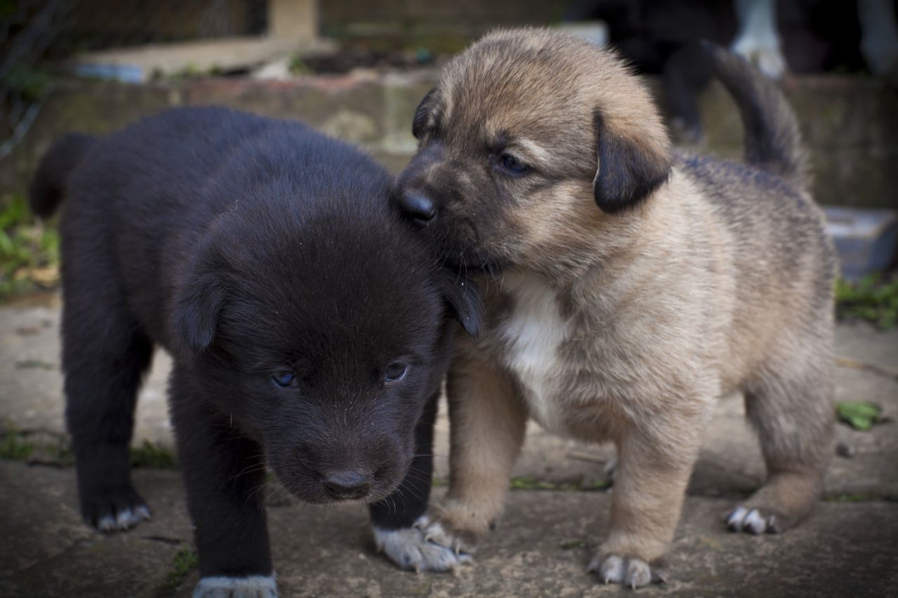 Husky Labrador mix puppies