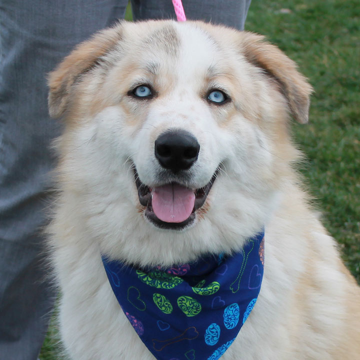 Pyrenees husky mix store puppy