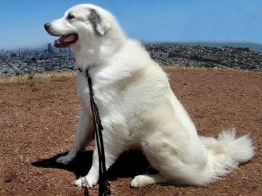 Husky Pyrenees