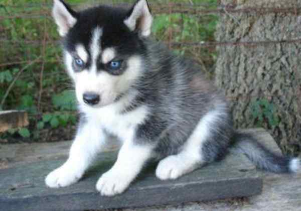 Husky wolf mix for sale