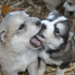 Husky wolf puppies for sale