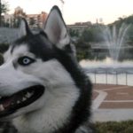 Interesting facts about Siberian Huskies