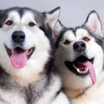 Interesting facts about the Siberian Husky