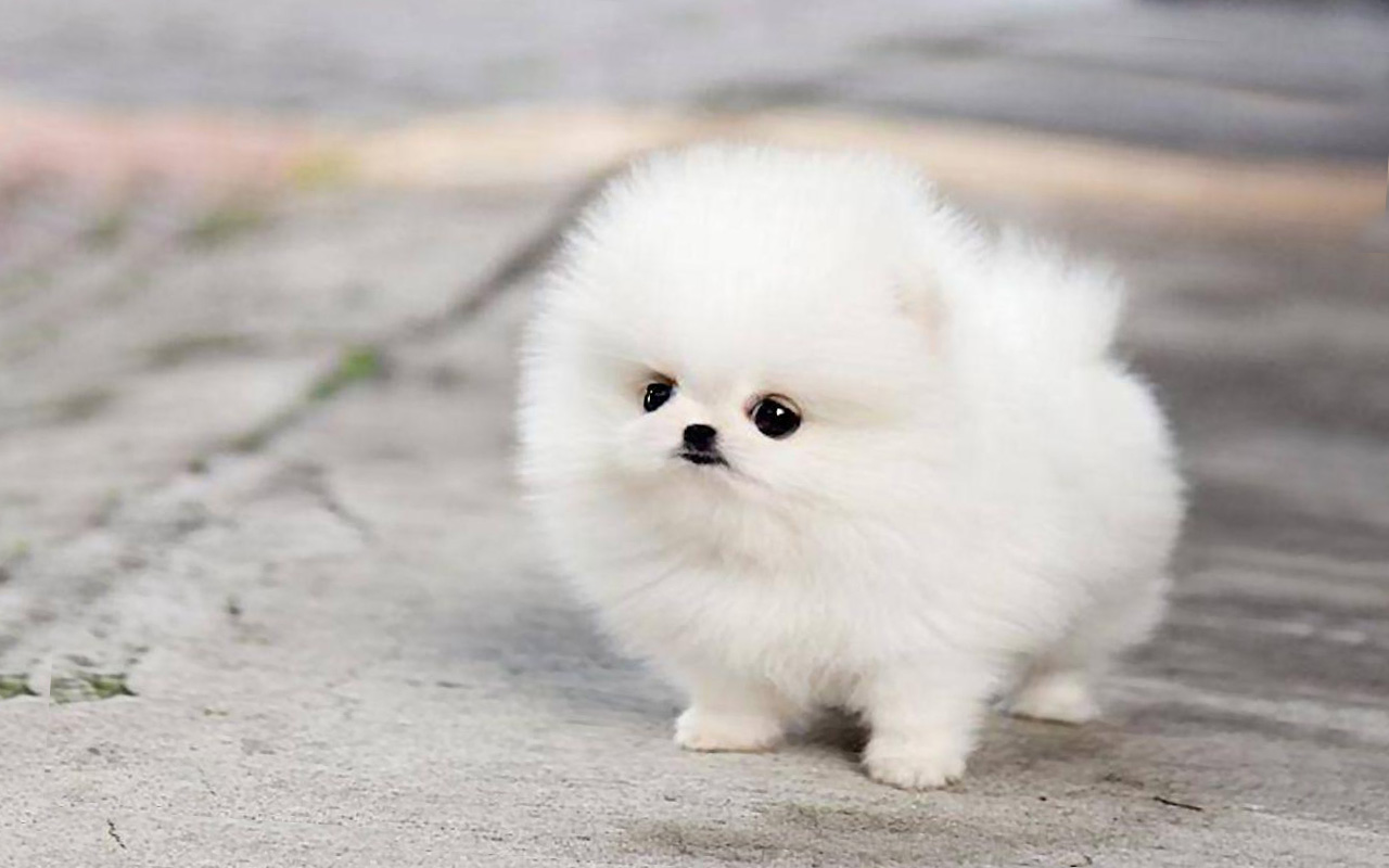 Miniature Pomeranian Husky